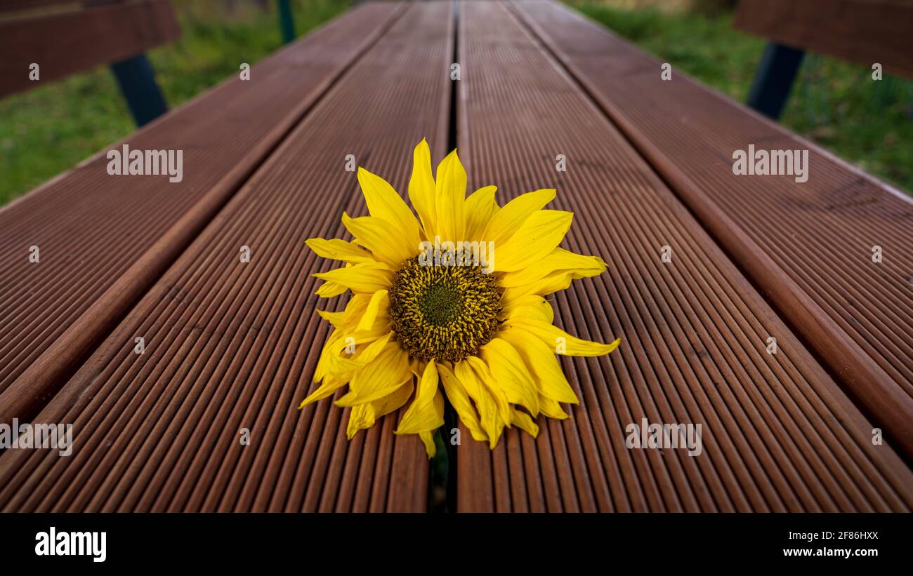 Eine Sonnenblume auf dem Tisch eines Picknickbereichs Stockfoto
