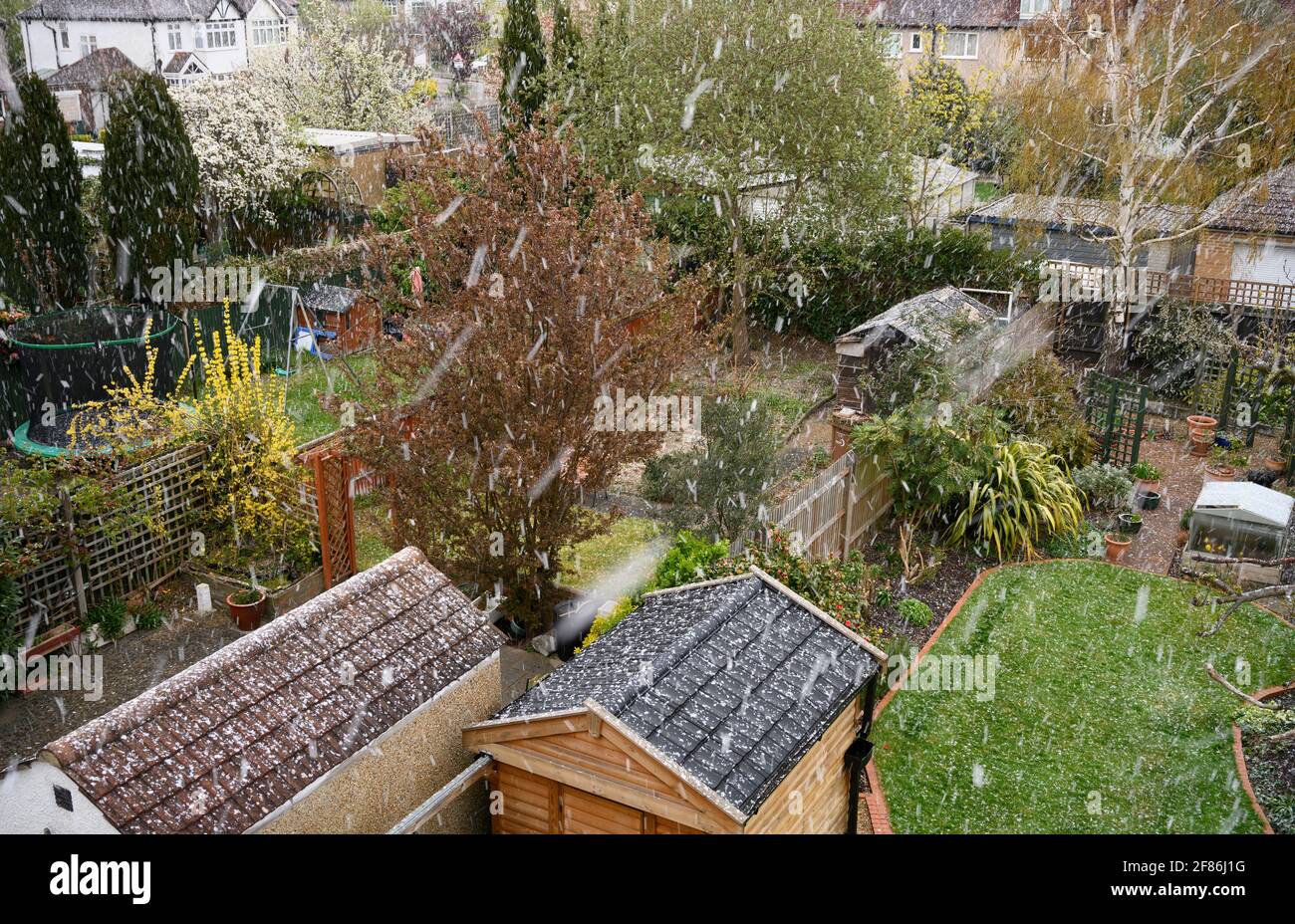 Merton, London, Großbritannien. 12. April 2021. Starker Schneefall in den Vororten im Südwesten Londons am Tag, an dem viele Geschäfte und Unternehmen nach der Sperrung von Covid-19 wieder eröffnet werden. Quelle: Malcolm Park/Alamy Live News Stockfoto