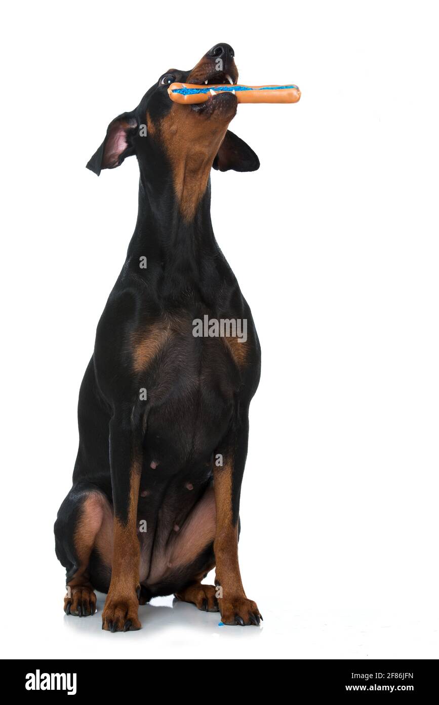 Pinscher Hund auf weißem Hintergrund Stockfoto