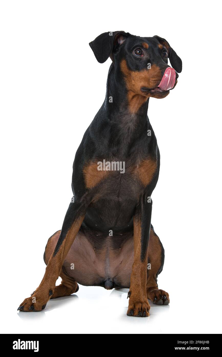 Pinscher Hund auf weißem Hintergrund Stockfoto