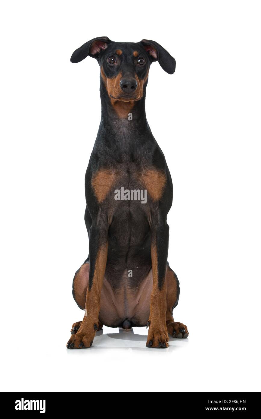 Pinscher Hund auf weißem Hintergrund Stockfoto