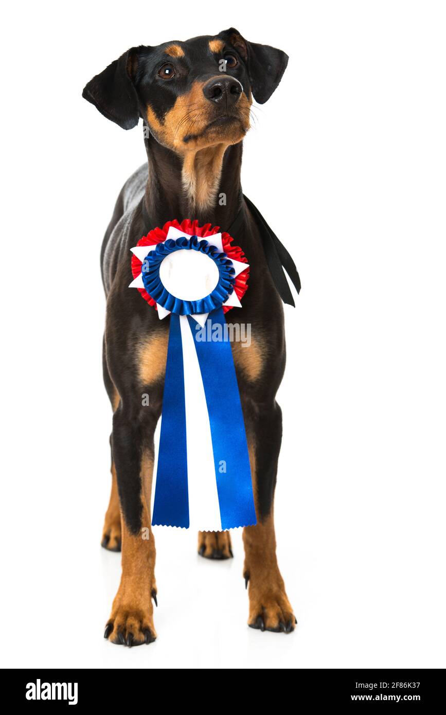Pinscher Hund mit Band auf weißem Hintergrund Stockfoto