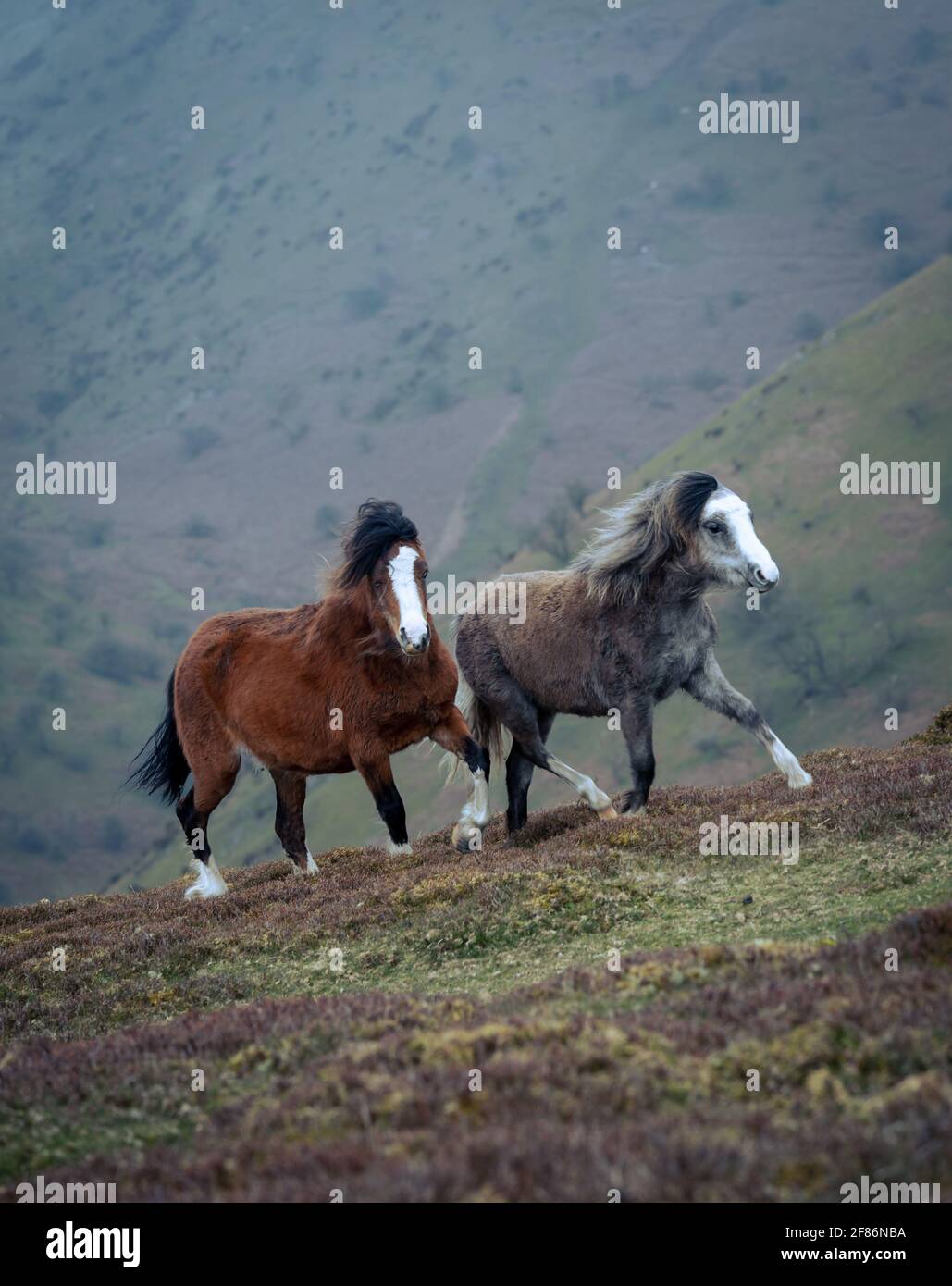 Wilde Pferde spielen in den Shropshire Hills Stockfoto
