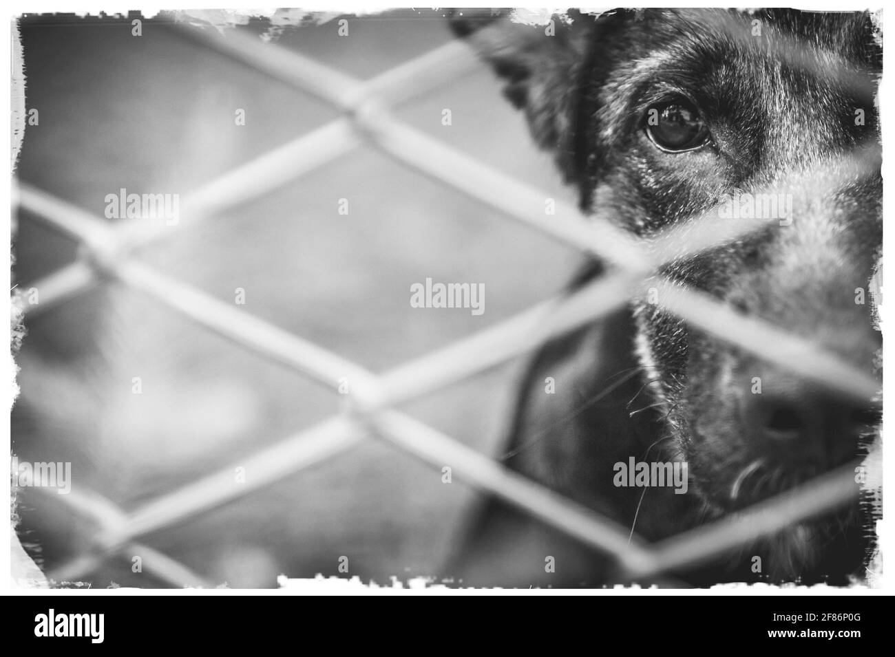 Ein Hund allein und verlassen hinter einem Zaun. Stockfoto