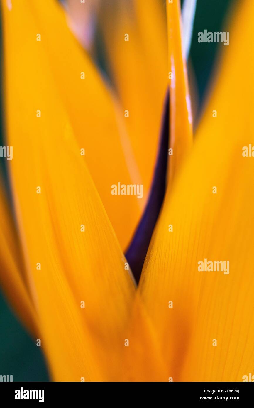 Makroaufnahme leuchtend gelbe und violette Blütenblätter Stockfoto