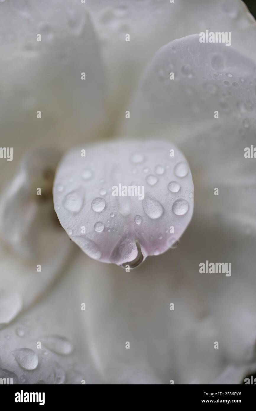Extreme Nahaufnahme frischer Regentropfen auf weißen Blütenblättern Stockfoto