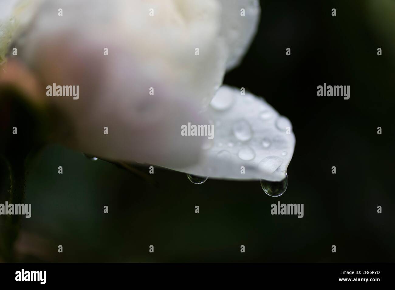 Extreme Nahaufnahme frischer Regentropfen auf weißen Blütenblättern Stockfoto