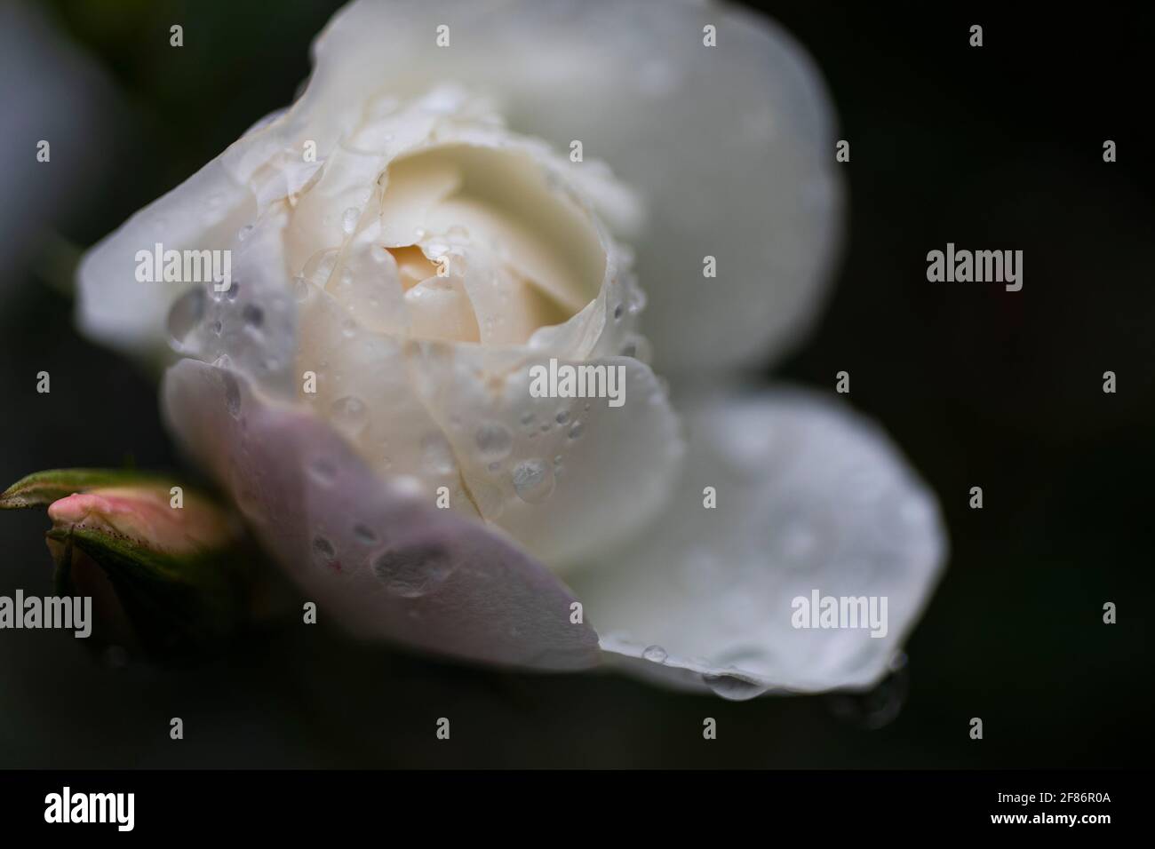 Extreme Nahaufnahme Regentropfen auf schöne weiße Rose Stockfoto