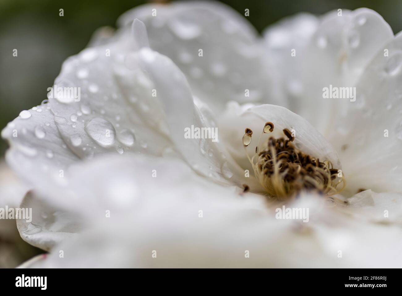 Nahaufnahme frischer Regentropfen auf weißen Blütenblättern Stockfoto