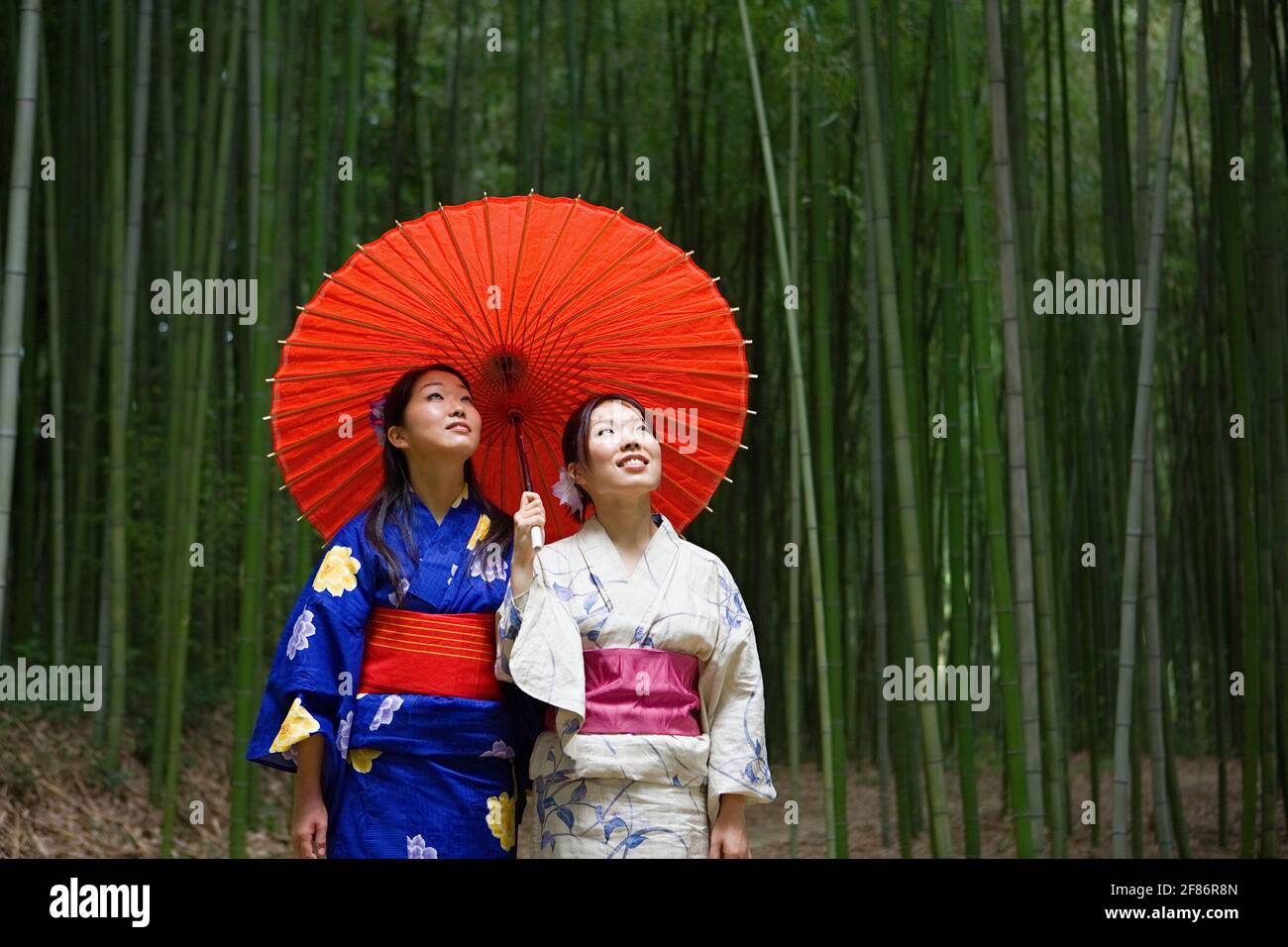 Schöne junge japanische Frauen in Kimonos mit Sonnenschirm in Bambus Wald Stockfoto