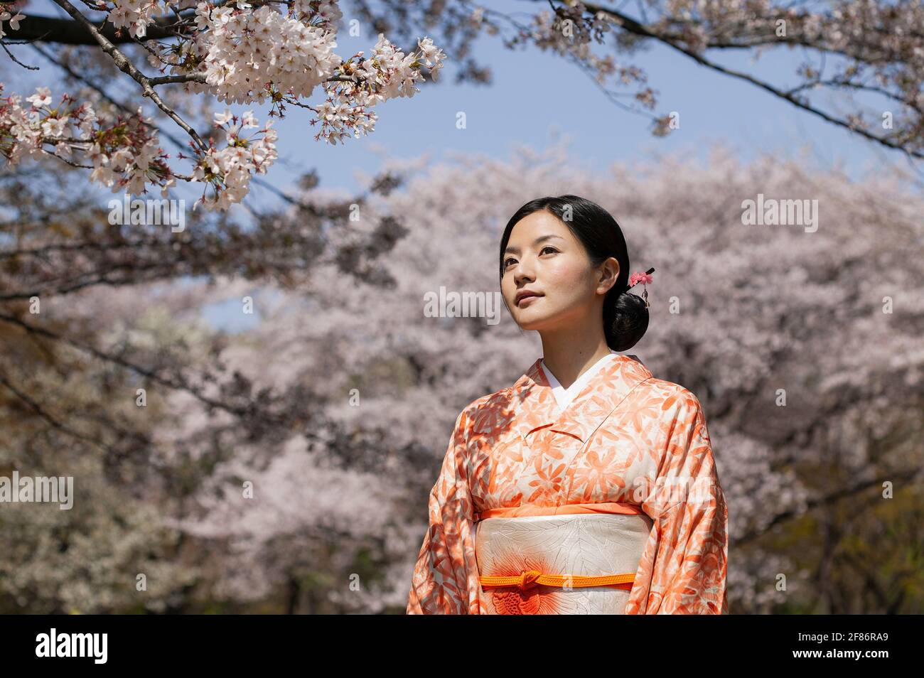 Schöne junge Japanerin im Kimono unter Kirschblütenbaum Stockfoto