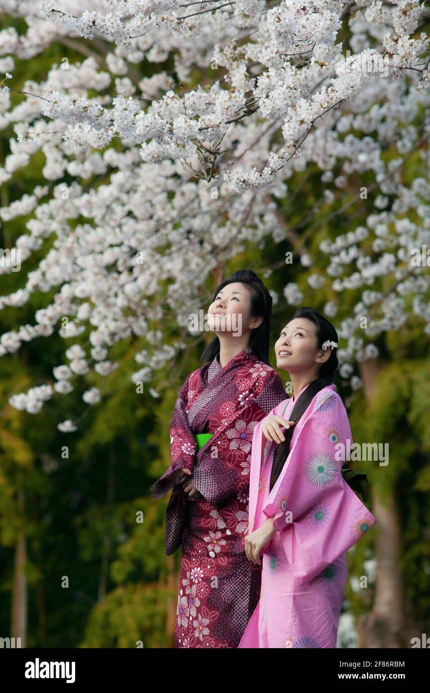 Schöne junge Frauen in japanischen Kimonos unter Kirschblütenzweigen Stockfoto