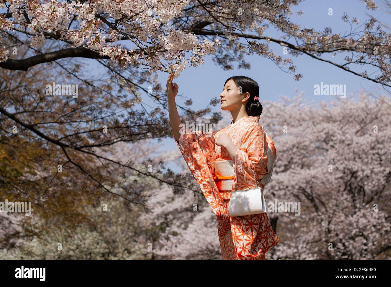 Schöne junge Frau im japanischen Kimono unter Kirschblütenbäumen Stockfoto