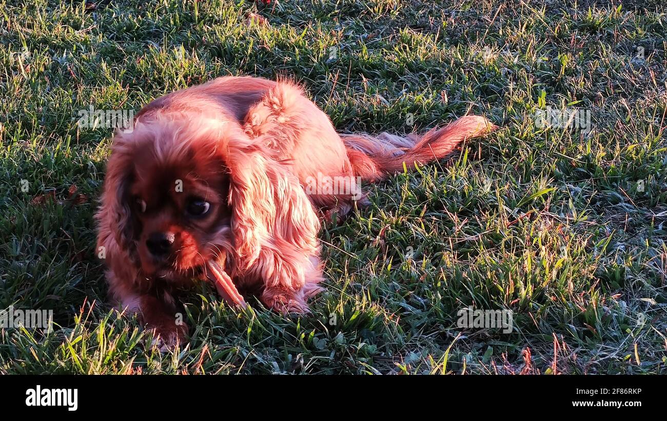 Cavalier King Charles Spaniel auf dem Gras. Kleiner brauner Hund auf dem Land der NWS. Stockfoto