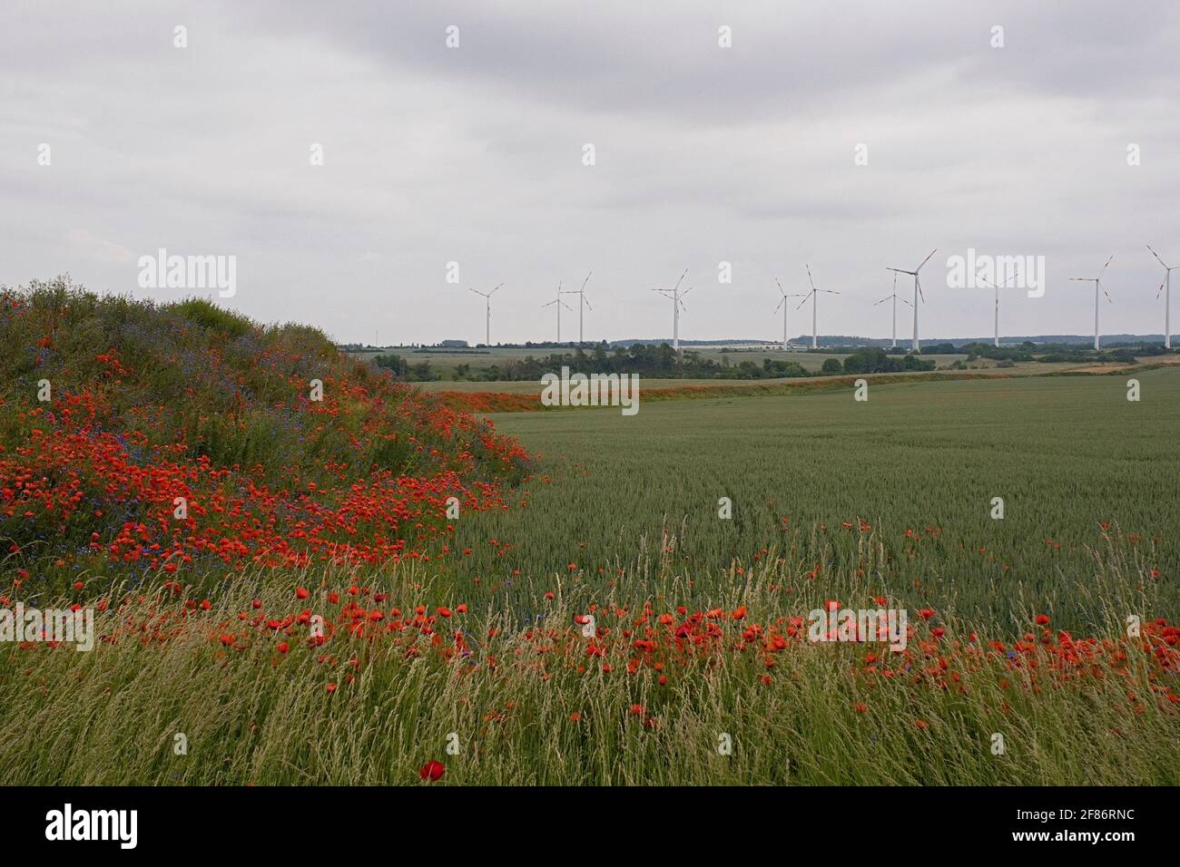 Rote Mohnblumen wachsen entlang Ackerland mit Windturbinen in der Entfernung Stockfoto