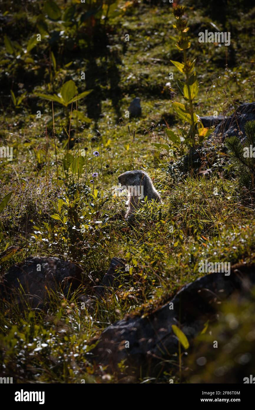 Schüchternes Murmeltier oder Murmeltier, das in den frühen Morgenstunden auf einer Wanderung in den Alpen in der Schweiz an einem Sommertag gesichtet wurde (Schweiz, Europa) Stockfoto