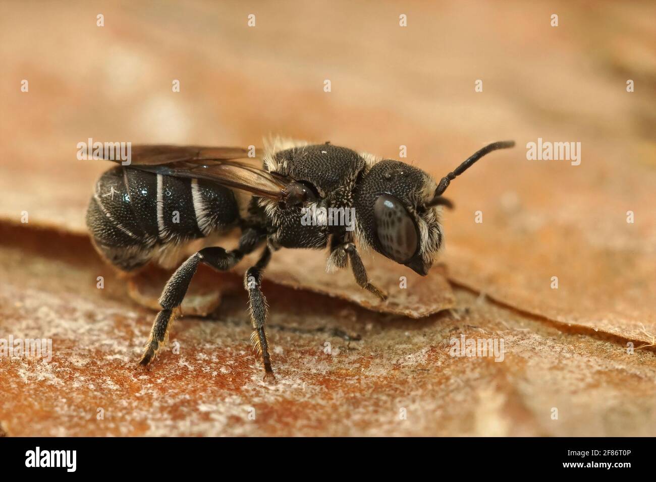 Nahaufnahme einer kleinen weiblichen Einzelbiene, Heriades crenulatu Stockfoto