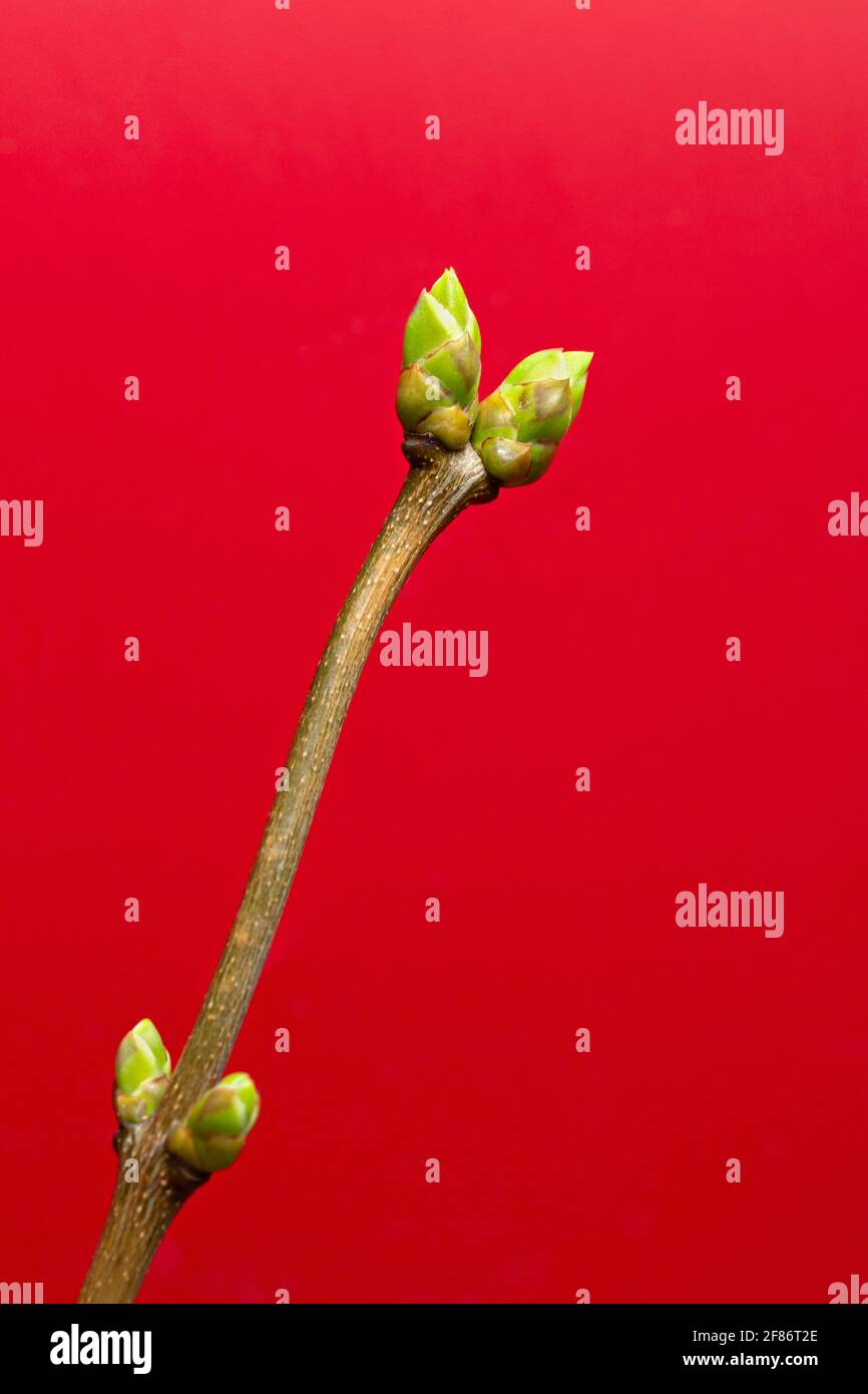 Nahaufnahme der grünen Knospen auf dem Stamm vor rotem Hintergrund Stockfoto