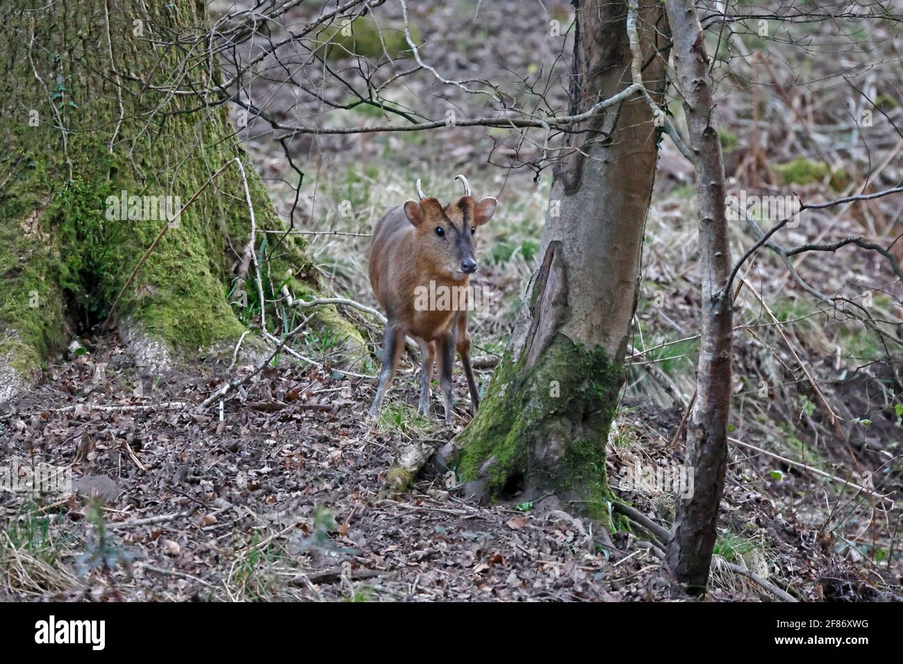 Männlicher Muntjac Deer Forest von Dean UK Stockfoto