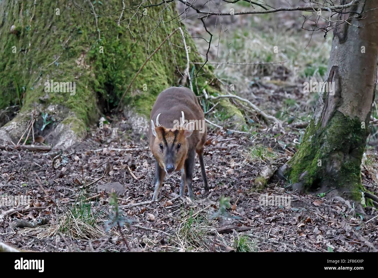 Männlicher Muntjac Deer Forest von Dean UK Stockfoto
