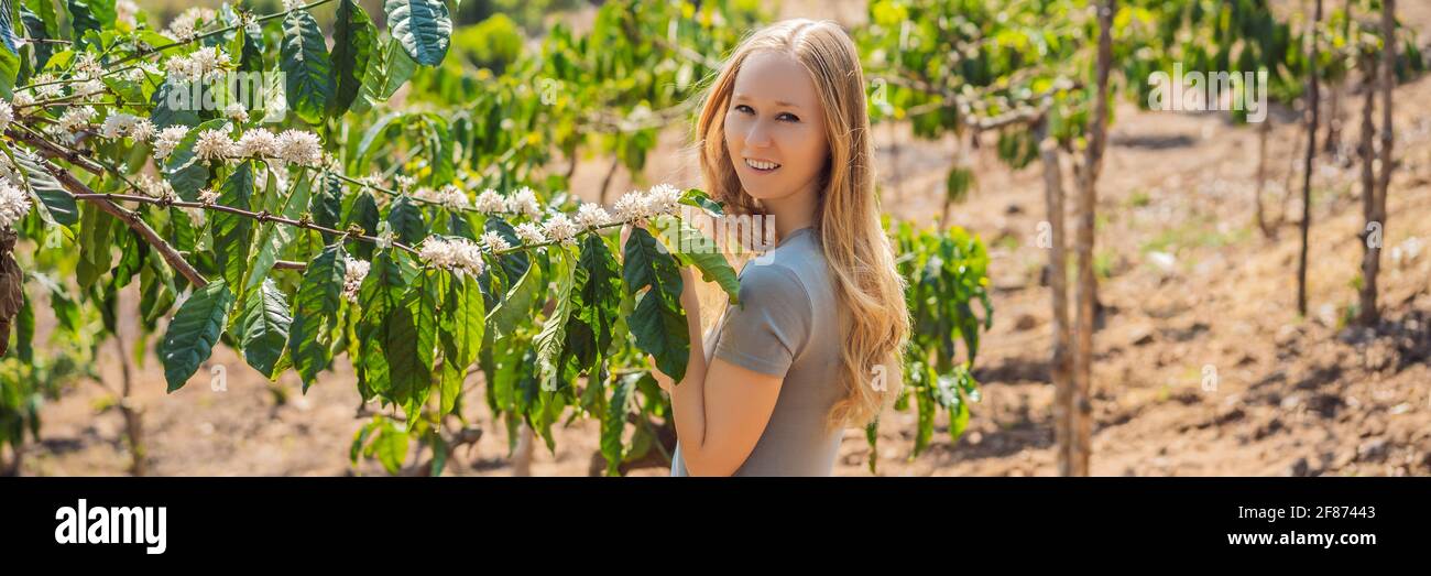 Die Frau beobachtet die Blüte des Kaffeebaums mit einem WEISSEN BLUMENBANNER in der Nahaufnahme, IM LANGFORMAT Stockfoto