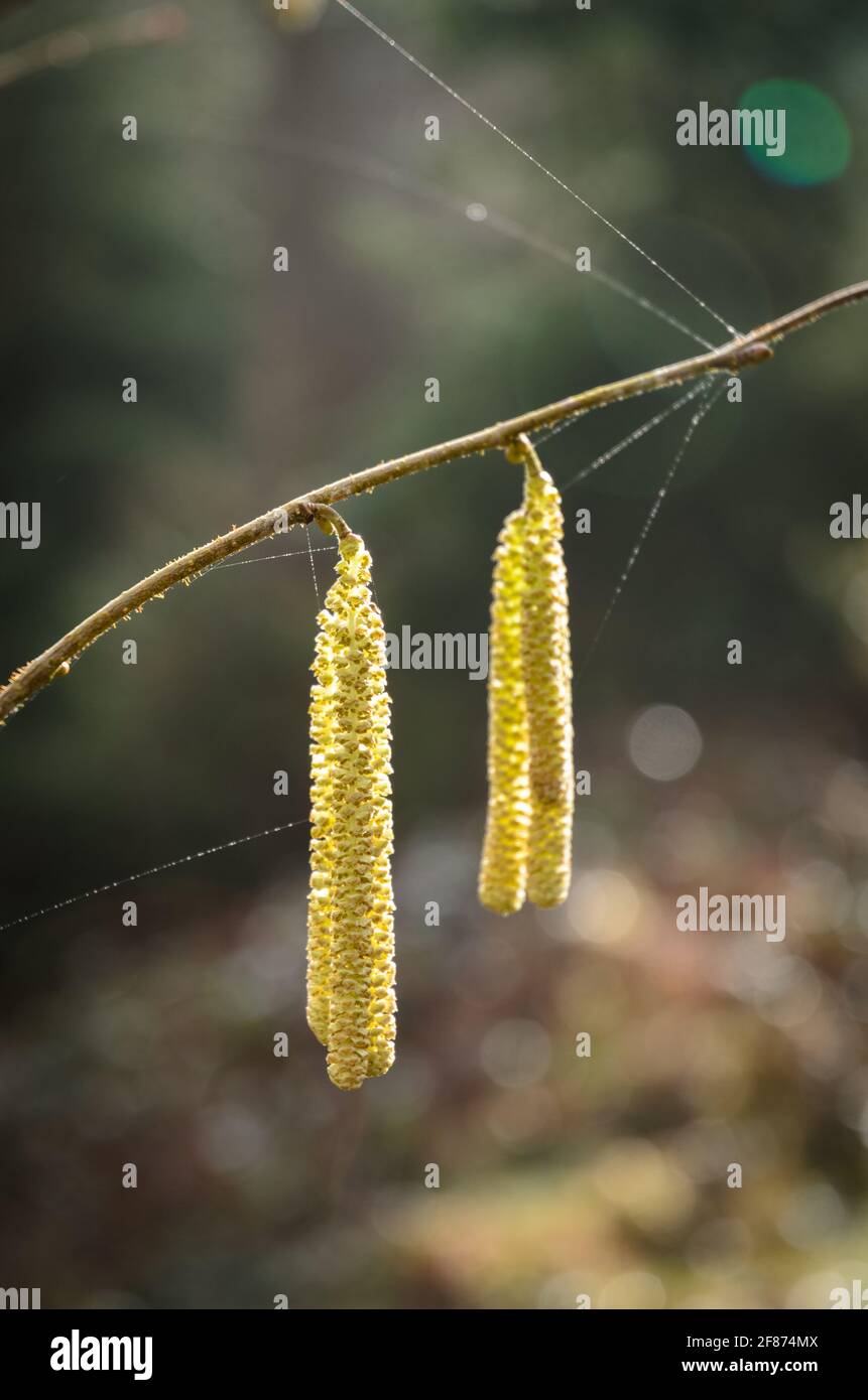 Corylus avellana, männliche Kätzchen auf Hasel, Betulaceae, Deutschland, Europa Stockfoto