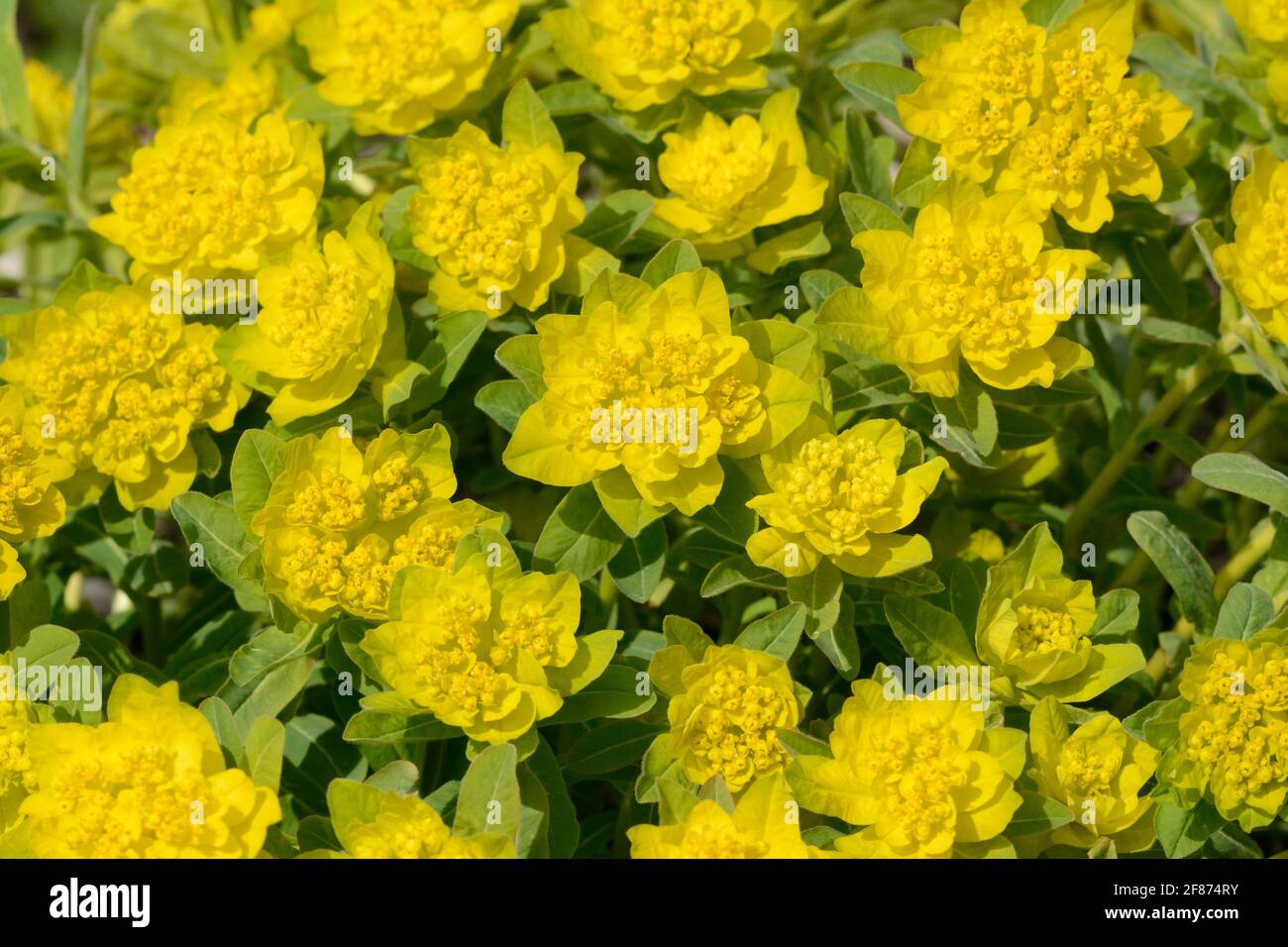 Mehrjährige, früh blühende Gelbe Blüten der Polychromie-Polychromie-Compacta Spurge Stockfoto