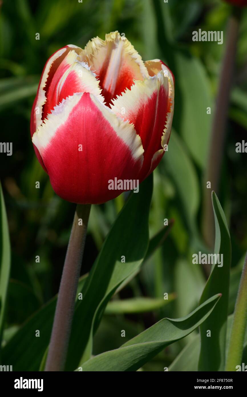 Tulipa Canasta Franged Group Tulip rot und weiß Tulpe mit Schwere Fransen Stockfoto