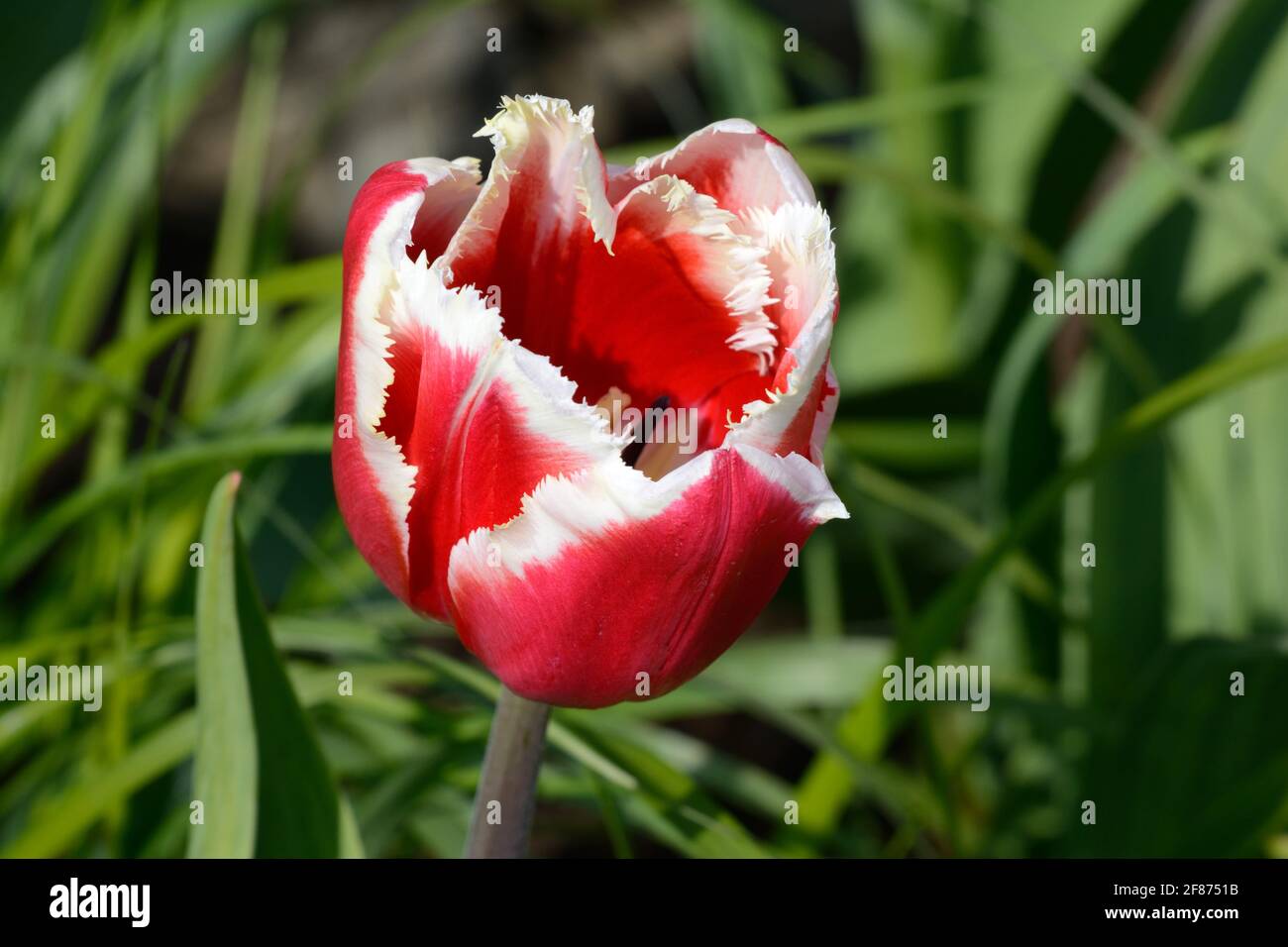 Tulipa Canasta Franged Group Tulip rot und weiß Tulpe mit Schwere Fransen Stockfoto