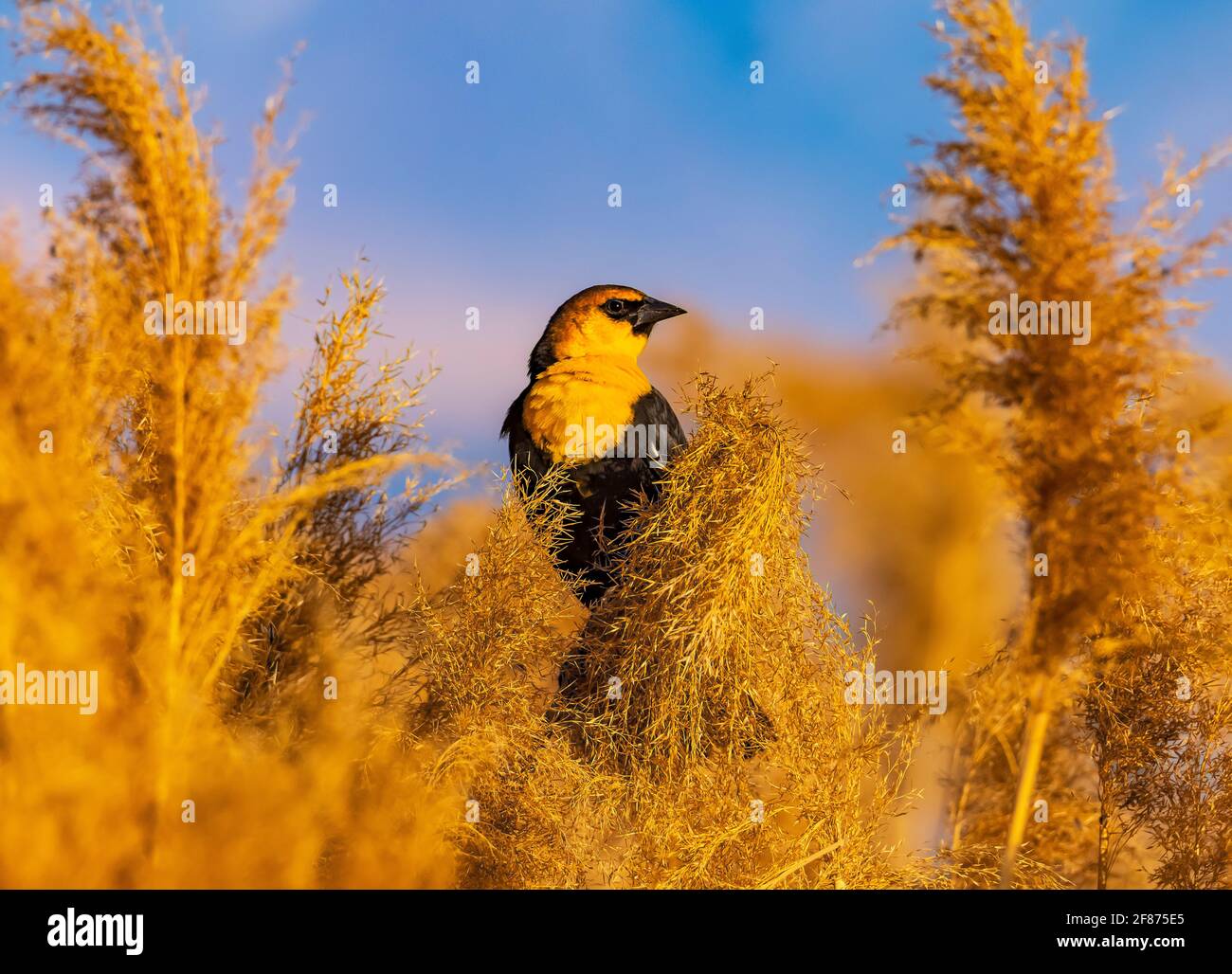 Ein Gelbkopf-Amsel (Xanthocephalus xanthocephalus) steht unter den Phragmiten-Pflanzen am Bear River Zugvogelschutzgebiet, Utah, USA. Stockfoto