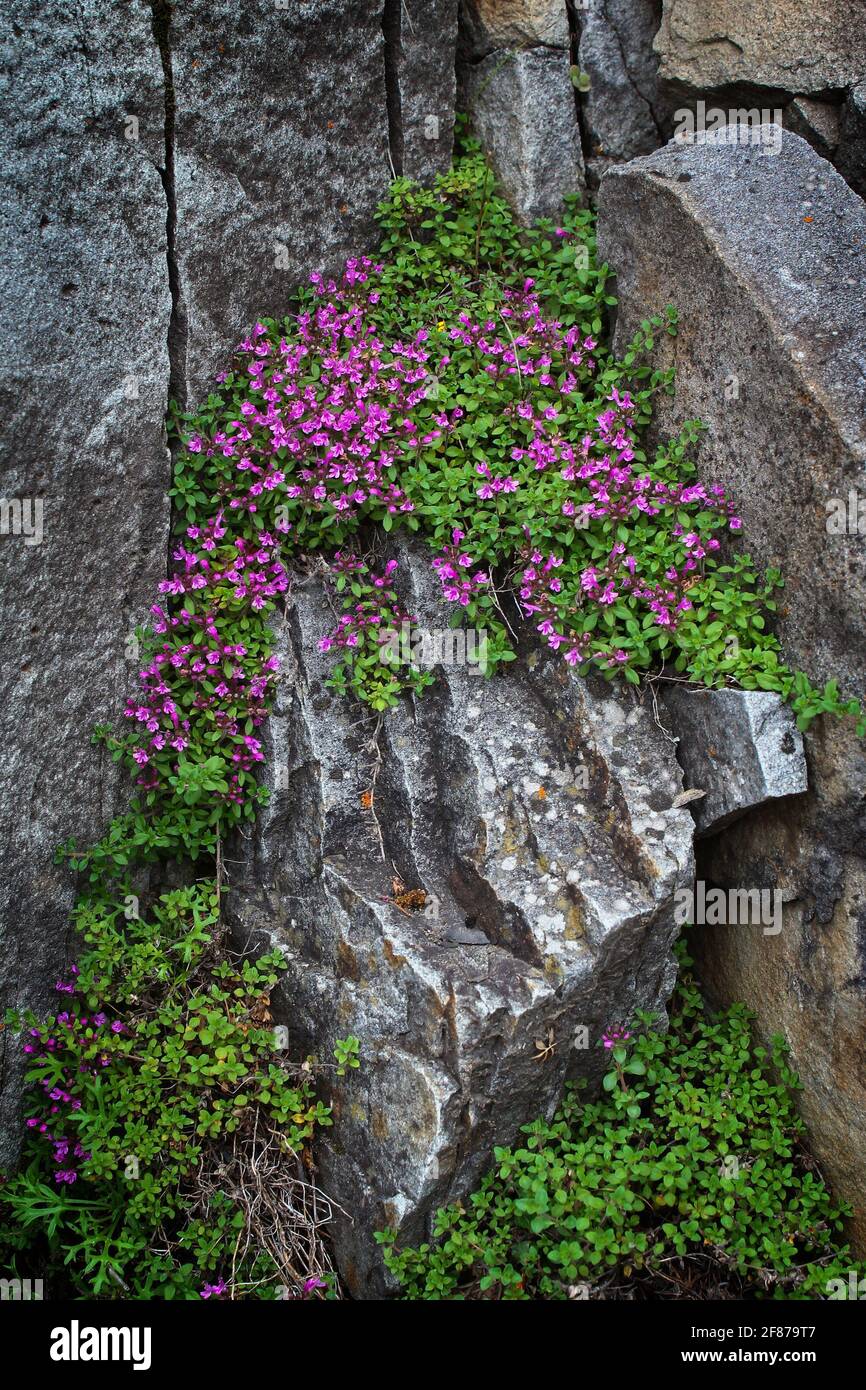 Leuchtend rosa Blüten wachsen in den Spalten des Grauens Felsen Stockfoto