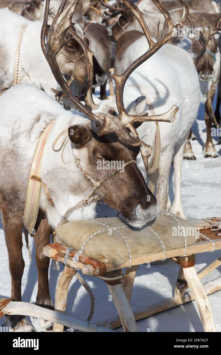 Schlafende Rentiere im Geschirr, in der Nähe eines Holzschlittens Stockfoto