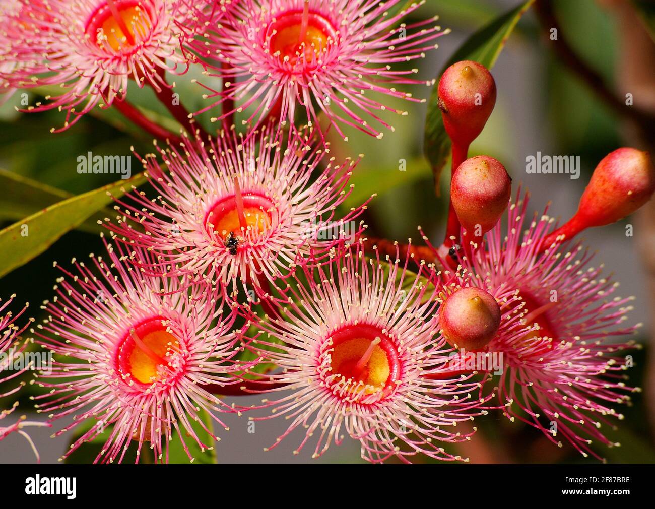 Rosa, australische blühende Gummibaumblüte und Knospen, Corymbia ficifolia, im Privatgarten, Queensland, Australien.Rosa, weiße und gelbe Blüten. Stockfoto