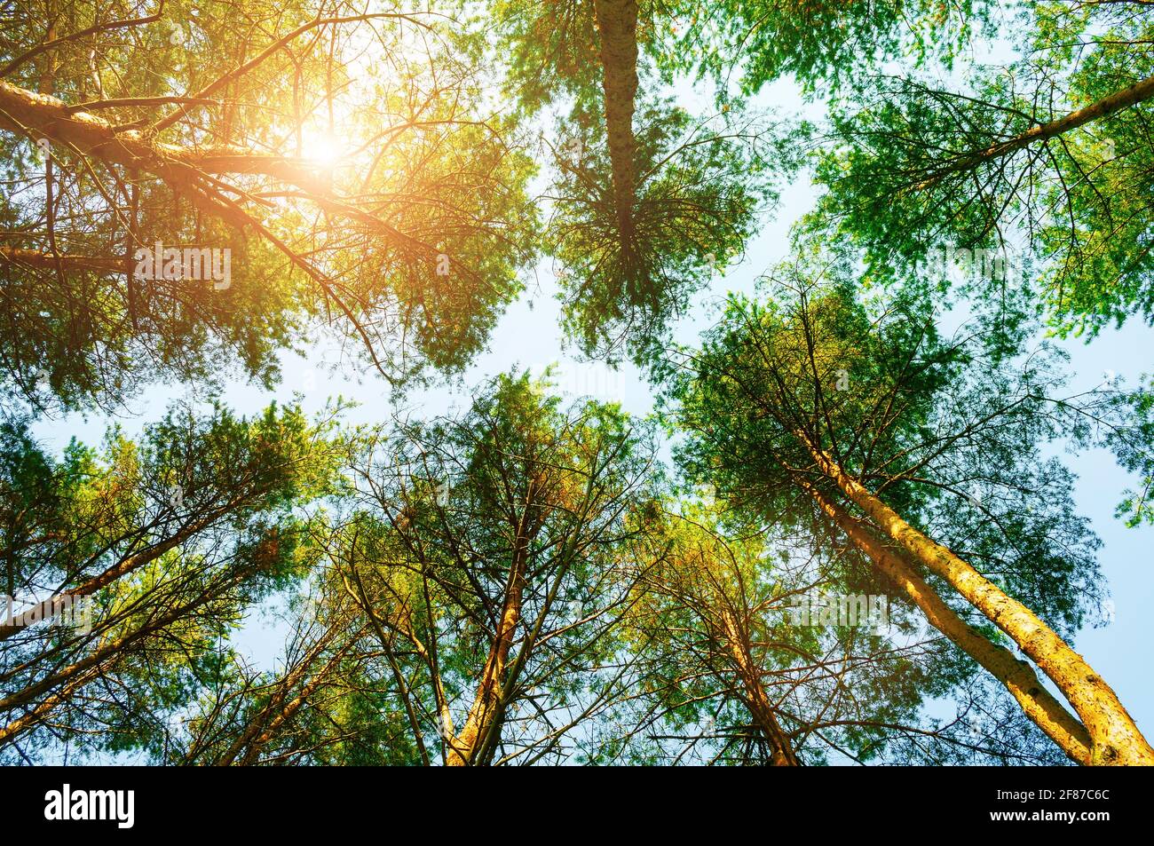 Waldbäume, Waldbaumplatten auf dem Hintergrund des blauen Himmels, sonnigen Sommerwaldes Stockfoto
