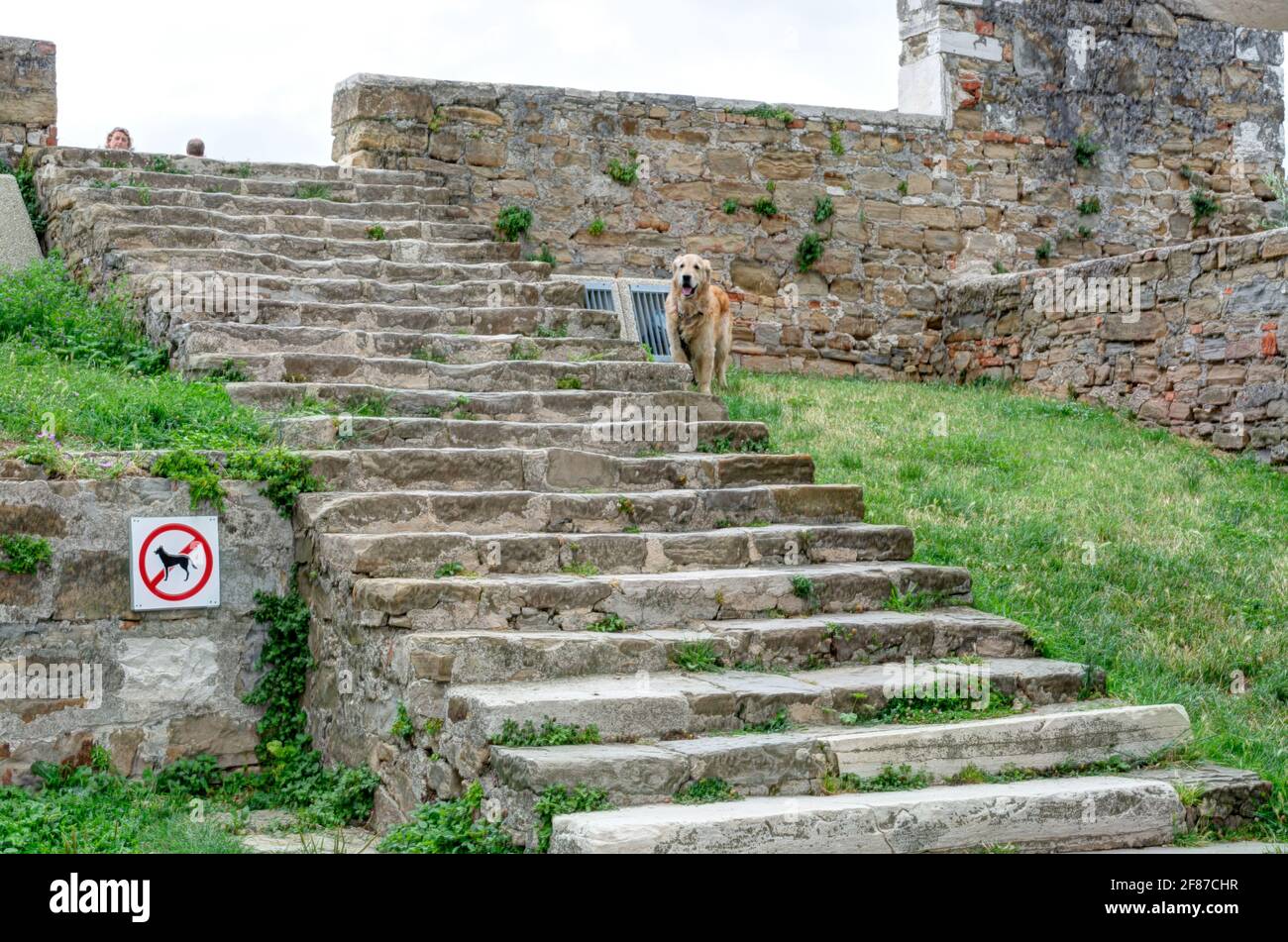 Ungehorsamer Hund in Piran, Slowenien Stockfoto