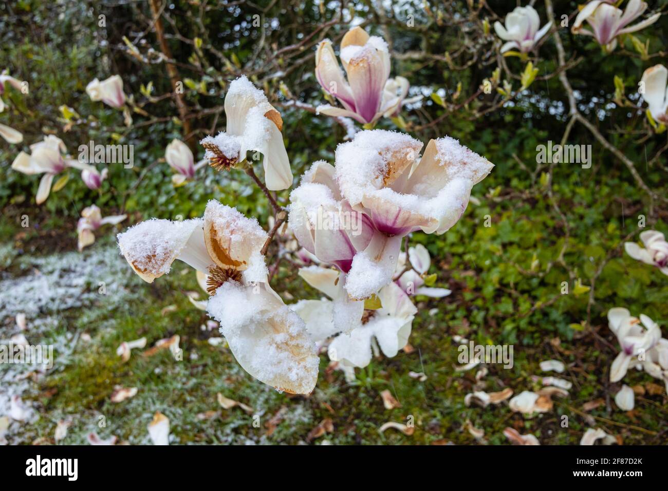 Magnolien: Braune Magnolienblüten sterben in einem Garten in Surrey, Südostengland, nach unsaisonalem Frost Ende April, Schnee und niedrigen Temperaturen Stockfoto