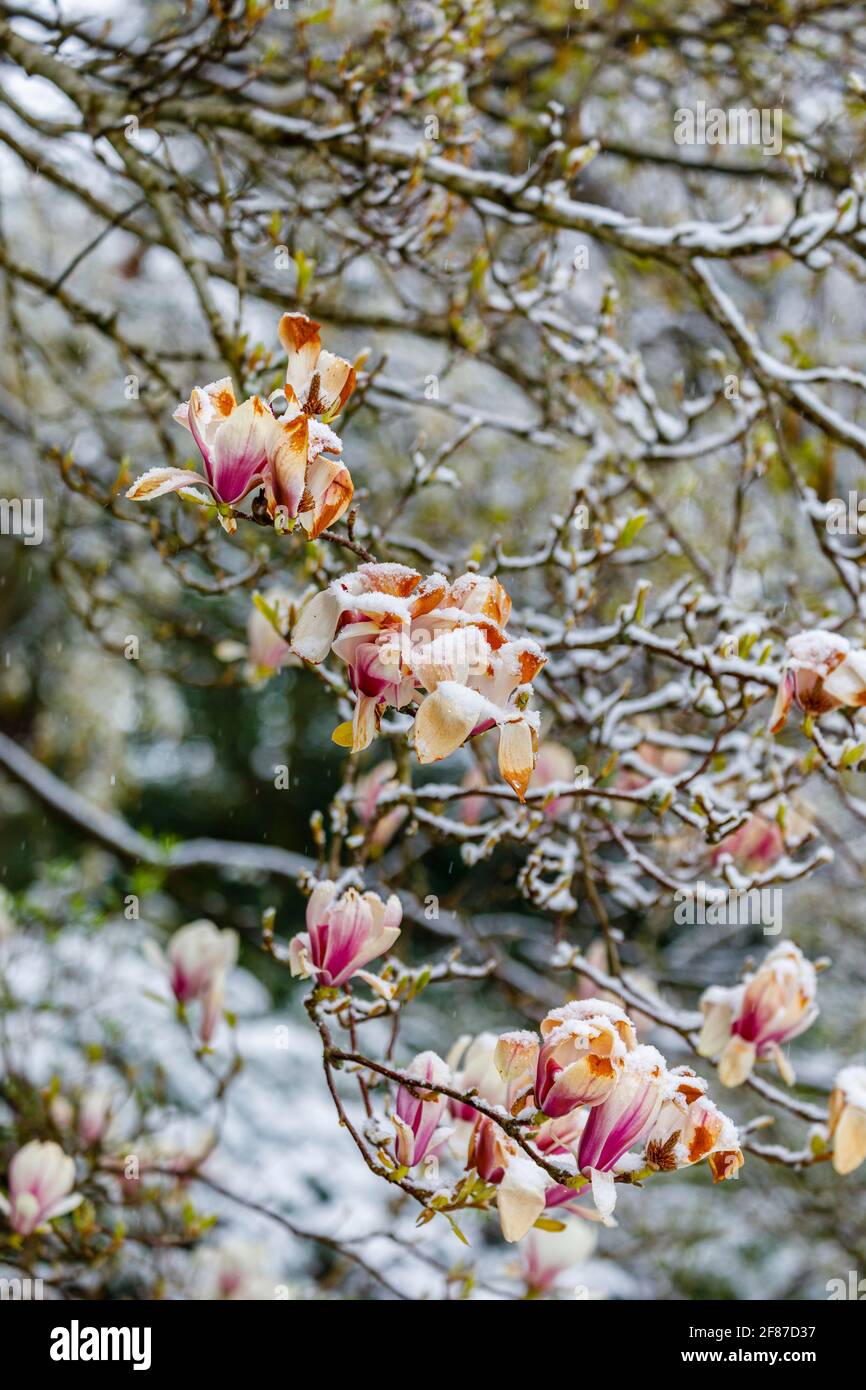 Magnolien: Braune Magnolienblüten sterben in einem Garten in Surrey, Südostengland, nach unsaisonalem Frost Ende April, Schnee und niedrigen Temperaturen Stockfoto