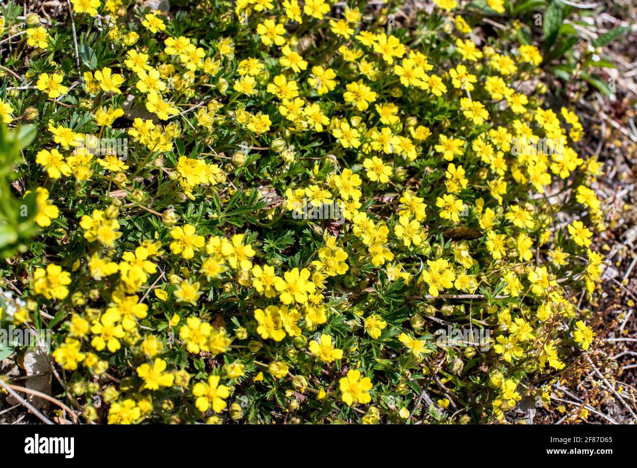 Gelbe Holzanemone, Anemonoides nemorosa, Anemone nemorosa, europäischer Weißkrautblätterling, blühend im frühen Frühjahr. familie der butterblume Ranunculaceae Stockfoto