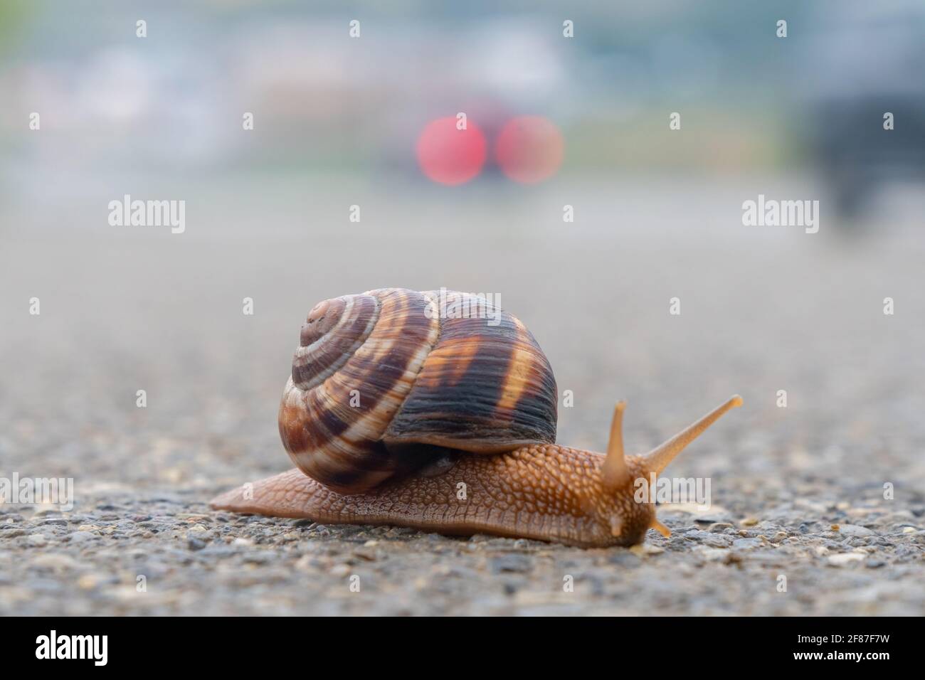Die Schnecke bewegt sich langsam auf dem Asphalt Stockfoto