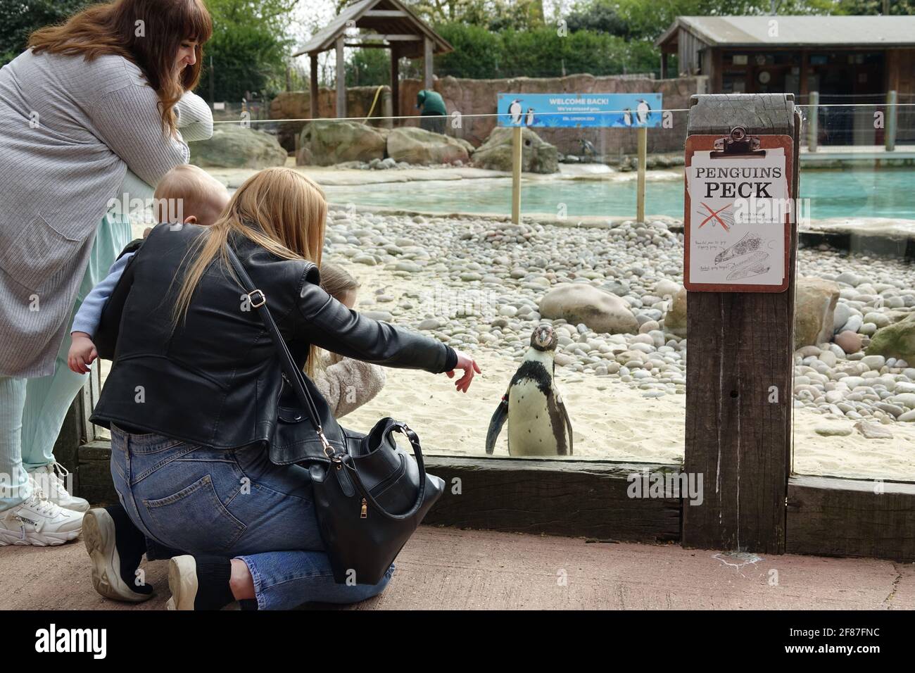 London, Großbritannien. 12.. April 2021. Eine Familie genießt die Pinguine im ZSL London Zoo am Eröffnungstag nach covid19 Einschränkungen. Stockfoto