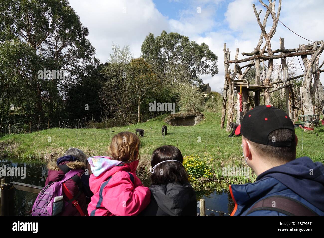 London, Großbritannien. April 2021. Eine Familie genießt die Gorillas. Besucher spazieren durch den Zoo am Tag der Wiedereröffnung des ZSL London Zoo, dem ersten Tag, an dem der Zoo seit dem 4. Januar 2021 für die Öffentlichkeit zugänglich ist. Die britische Regierung hat die Beschränkungen von Covid-19 in England gelockert, die es nicht unbedingt notwendigen Geschäften, Zoos und Safariparks ermöglichen, ab dem 12. April 2021 wieder für die Öffentlichkeit zugänglich zu machen. Stockfoto