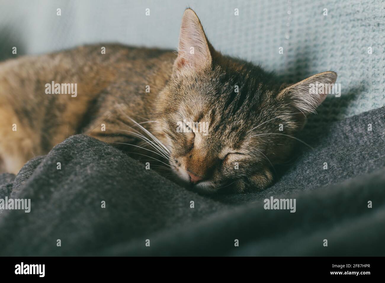 Ein gestreiftes, gestromte Kätzchen schläft auf seiner Decke. Seine Pfoten sind unter seinem Kinn. Nahaufnahme. Stockfoto