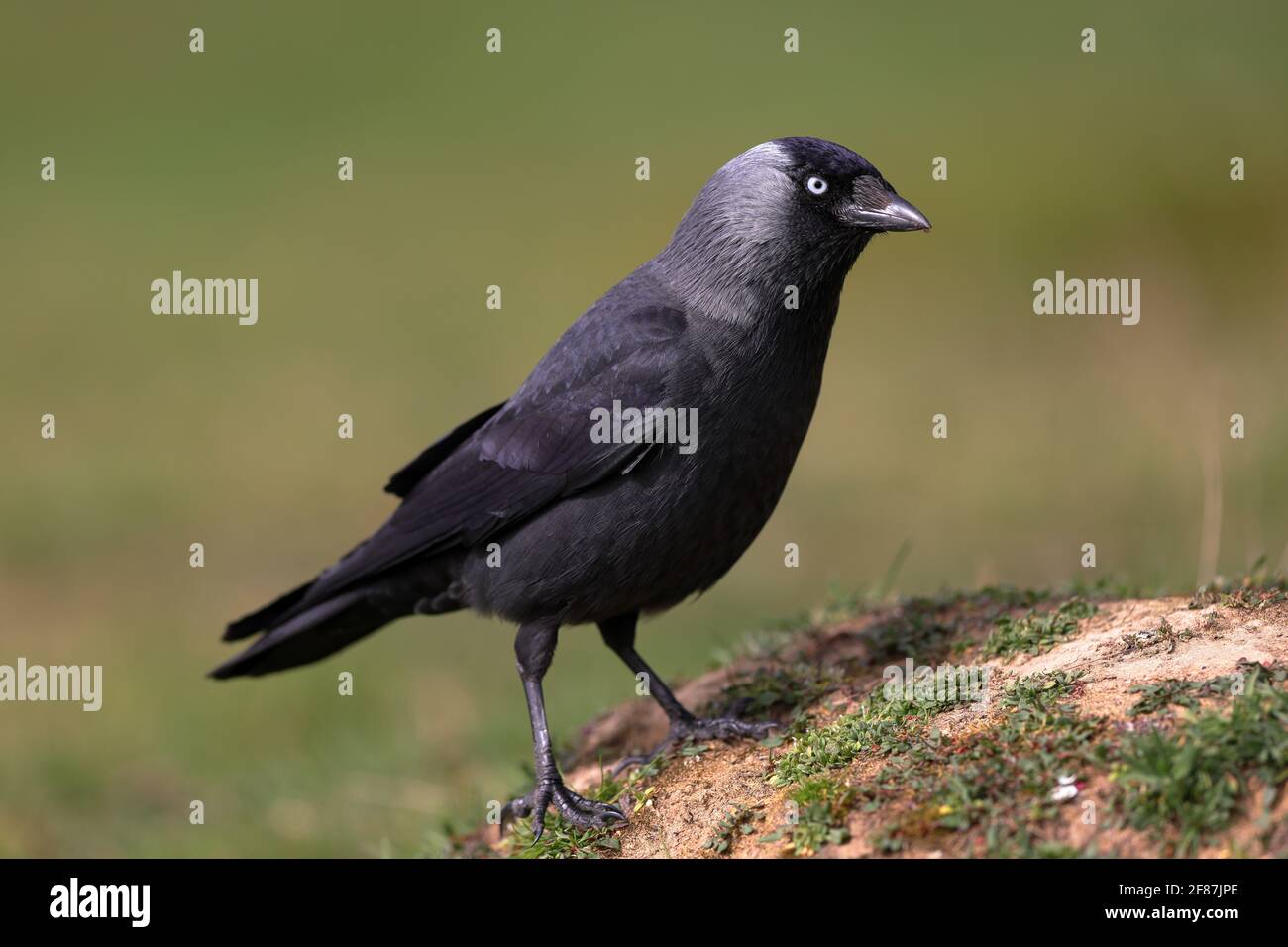 Die westliche Dohle, auch bekannt als die Eurasische Dohle, die Europäische Dohle oder einfach die Dohle. Stockfoto