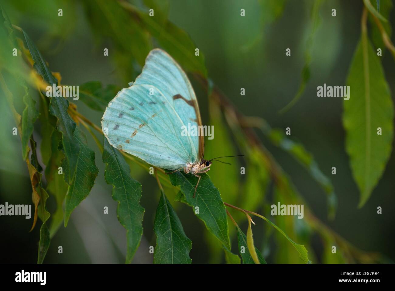 Ein Morpho Epistrophus-Schmetterling aus dem Atlantischen Regenwald von Süd-Brasilien Stockfoto