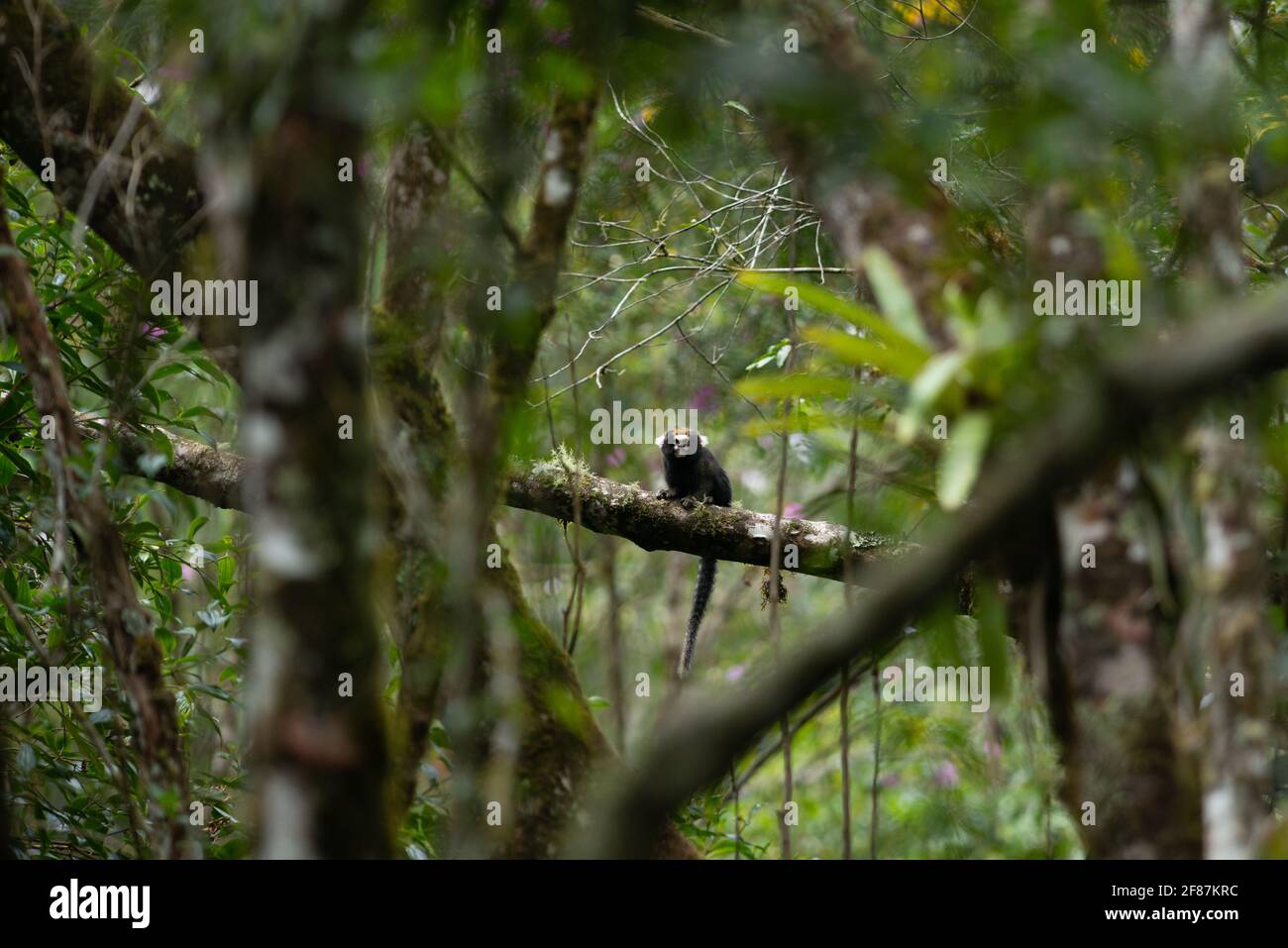 Ein buffygetuftes Marmoset (Callitrhix aurita) Von den atlantischen Regenwaldbergen im Südosten Brasiliens Stockfoto