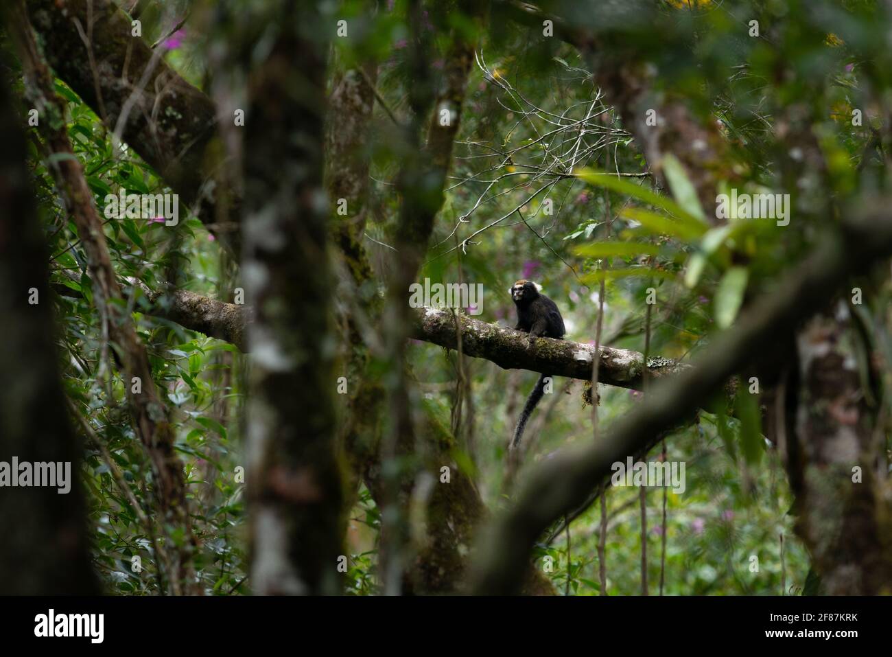 Ein buffygetuftes Marmoset (Callitrhix aurita) Von den atlantischen Regenwaldbergen im Südosten Brasiliens Stockfoto