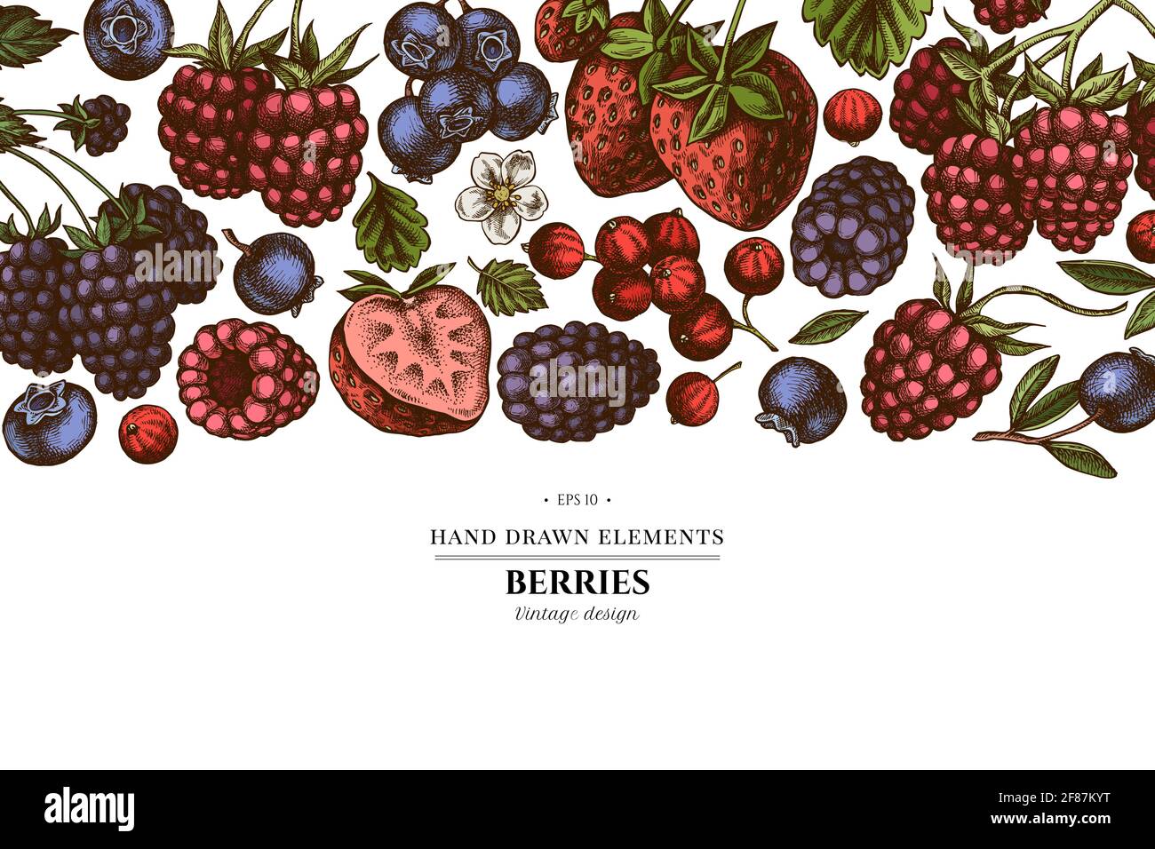 Farbige Elemente Design mit Erdbeere, Heidelbeere, rote Johannisbeere, Himbeere, Brombeere Stock Vektor