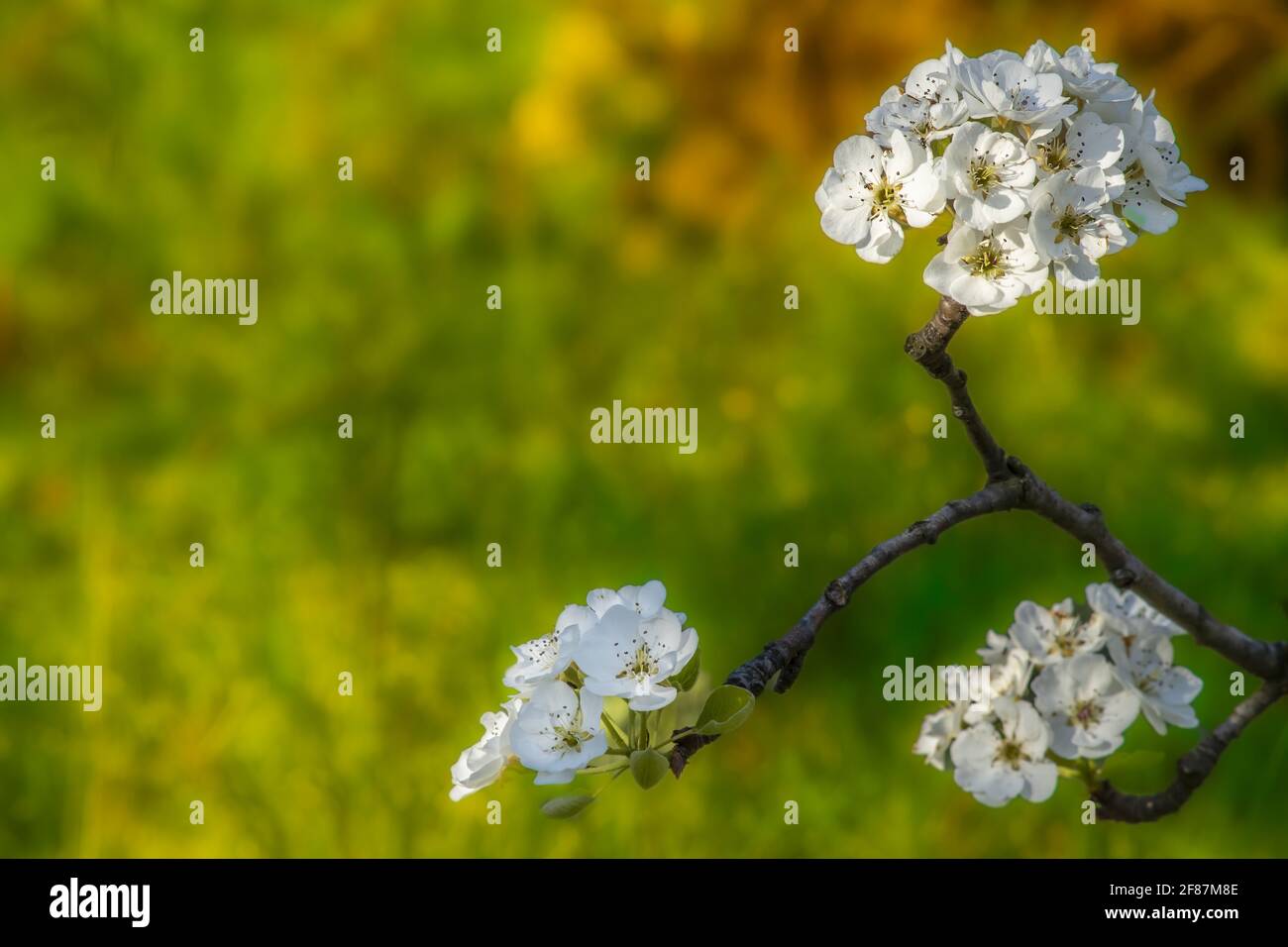 Drei Haufen Birnenblumen auf einem Ast. Auf Lebhaft Unscharfem Hintergrund. Makro-Foto von Spring Time Event. Stockfoto
