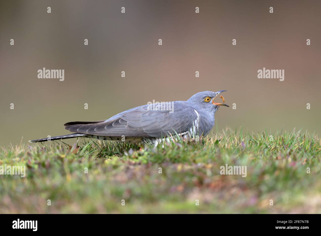 Die gemeinsame Kuckuck ist Mitglied der Kuckuck der Vögel, Cuculiformes, zu der auch die Roadrunners, Anis und die coucals. Stockfoto