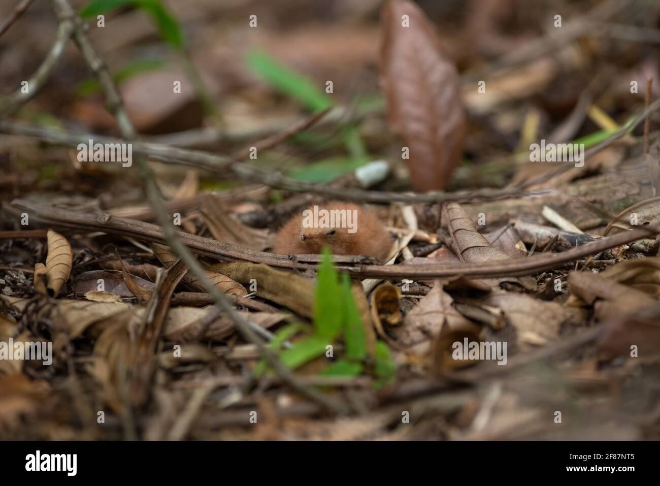 Ein Seidenschwanznachtjar (Antrostomus sericocaudatus) Neugeborenes Küken, getarnt auf dem Waldboden Stockfoto